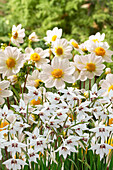 Dahlia Topmix white