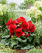 Ameri-Hybrid-Begonie (Begonia) 'Roseform Red'