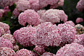 Hortensie (Hydrangea arborescens) 'Pink Annabelle'