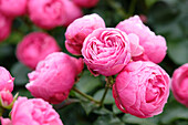 Rose (Rosa) 'Pomponella'