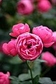 Rose (Rosa) 'Pomponella'