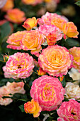 Rose (Rosa) 'Gartenpass'