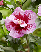 Straucheibisch (Hibiscus syriacus) 'Flower Tower Purple'