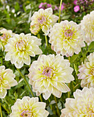 Dahlia MD77