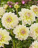 Dahlia MD77