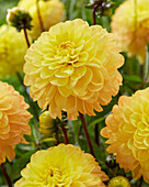 Dahlia yellow Wizard