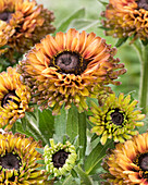 Rudbeckia Enchanted Nightfall