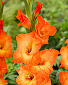 Gladiolen (Gladiolus) 'Orange Sun'
