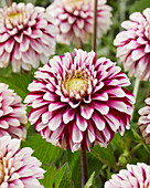 Dahlia JV10 Daan