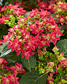 Hydrangea Francy Hot Pink