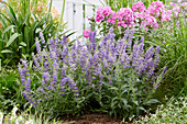 Steppen-Salbei (Salvia nemorosa) 'Feathers Peacock'