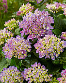 Bauern-Hortensie (Hydrangea macrophylla) 'Armor'