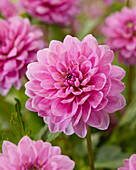 Dahlia Sweetsiss Jullie