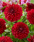 Dahlia Red Fubuki