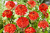 Dahlia Oranje Romantica