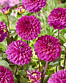 Dahlia Purple Jill