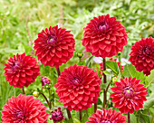 Dahlia Red Mylene