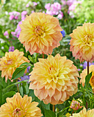 Dahlia Hapet Spartaan