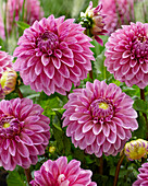 Dahlie (Dahlia) 'Jowey Louise'