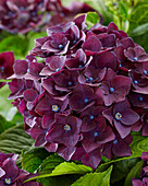 Hortensie (Hydrangea) 'Deep Purple'