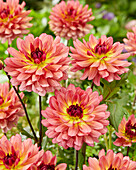 Dahlia 2010