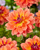 Dahlia Firepot