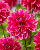 Dahlia Cantiflora