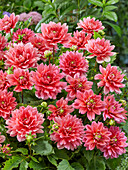 Dahlia Berliner Kleene