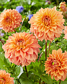 Dahlia Hapet Orange 52