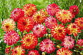 Dahlie (Dahlia) 'Sights of Summer', 'Sights of Summer Pink'