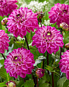 Dahlia Purple Jill