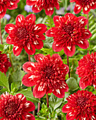 Dahlia PK 20.1