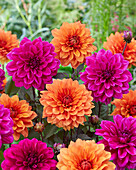 Dahlia Marcel Dassault, Trucella