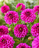 Dahlia Purple Jill