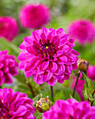 Dahlia Purple Jill