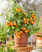 Tomate (Solanum lycopersicum) Heartbreakers™ F1 'Vita Orange'