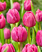 Tulipa Double Prince