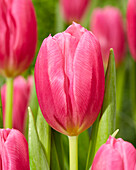 Tulipa Ivanka