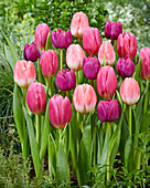 Tulpe (Tulipa) rosa und lila, Mischung