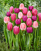 Tulipa pink and purple mix