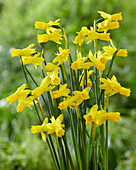 Narzisse (Narcissus) 'Little Emma'