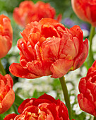 Tulpe (Tulipa) 'Kiteman'