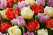 Tulpe (Tulipa) 'Ippon', 'Katinka, 'Kiteman'