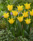 Tulipa Yellow Crown