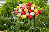 Tulipa Foxtrot Mix