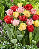 Tulipa Foxtrot Mix