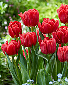 Tulpe (Tulipa) 'Red Foxtrot'