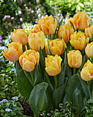 Tulipa Foxy Foxtrot