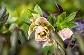 Blüte der Orientalischen Nieswurz (Helleborus orientalis), Lenzrose