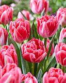 Tulipa Pink Foxtrot